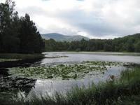 Rothiemurchus Forest