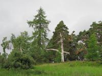 Rothiemurchus Forest - Schöne Bäume