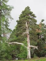 Rothiemurchus Forest - Schöne Bäume
