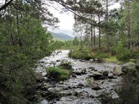Rothiemurchus Forest