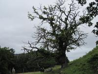 Rothiemurchus Forest - Schöne Bäume