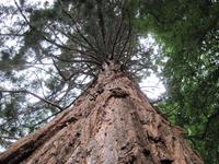 Rothiemurchus Forest - Redwood Baum