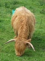 Ein schönes Tier...