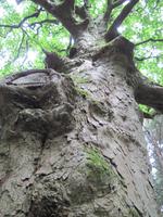 Dunkeld - Hermitage mit schönen Bäumen