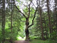 Dunkeld - Hermitage mit schönen Bäumen