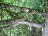Dunstaffnage Castle - Liebende Bäume