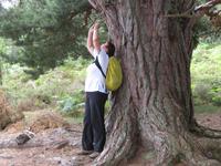 Rothiemurchus Forest