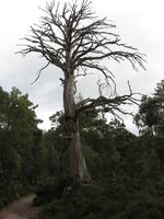 Rothiemurchus Forest