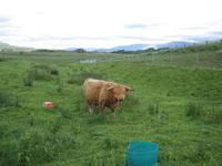 ...auch Kühe sind musikalisch.