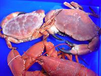 Looe - Frische Lieferung von Seafood