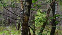 604 Schottland,  Naturparkhaus Beinn Eighe