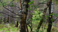 605 Schottland,  Naturparkhaus Beinn Eighe