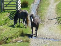 Aber Twin Falls - Wo bleibt meine Möhre