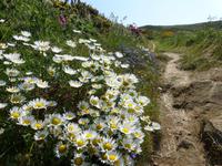 Pembrokeshire Coast Path