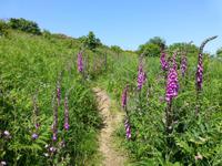 Pembrokeshire Coast Path
