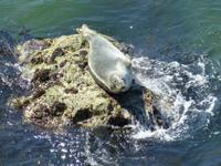 Pembrokeshire Coast Path