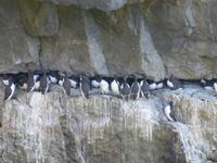 Stakepole Head - Trottellumme