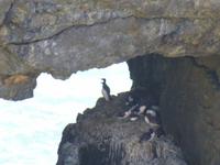 Stakepole Head - Trottellumme