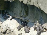 Stakepole Head - Trottellumme