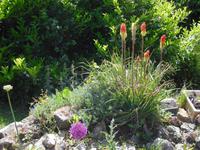Frühling auf der Insel Wight in England