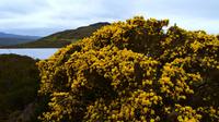 610 Schottland,  Loch Bad mit Ginster, Naturpark Beinn Eighe