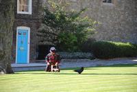 Fütterung und Training der Raven