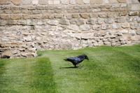 Raven auf Futtersuche