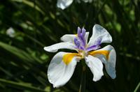 167 National Botanic Garden of Wales