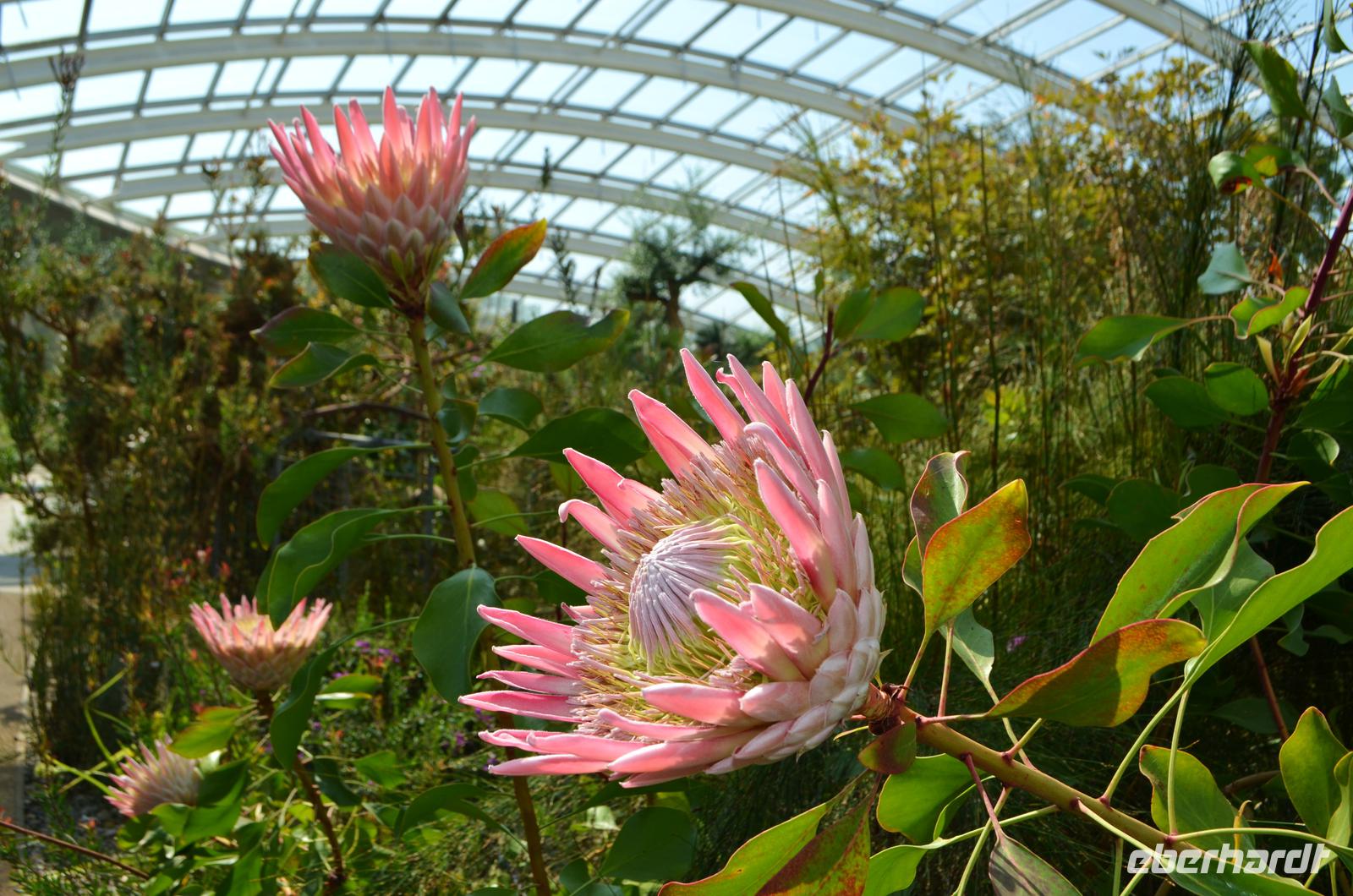 168 National Botanic Garden of Wales