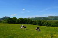 221 Ffestiniog Railway, Snowdonia NP