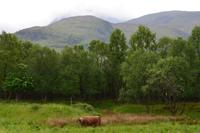 361 Highländer unter dem Ben Navis