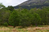 364 Hirschkuh nahe dem Glenfinnien Monument