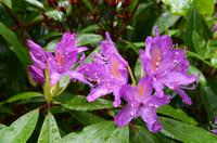 435 Isle of Skye, Dunvegan Castle