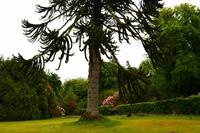 442 Isle of Skye, Dunvegan Castle