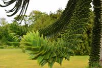 443 Isle of Skye, Dunvegan Castle