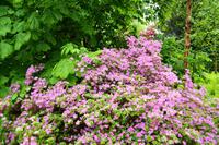 448 Isle of Skye, Dunvegan Castle