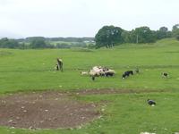 ... der Schäfer und seine Herde...