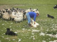 Schäfer Neil Ross in Kincraig