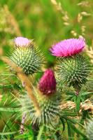 Wanderung am Carron Valley