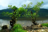 Wanderung am Loch Lomond