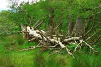 Wanderung am Loch An Eilean