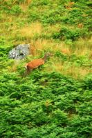 Wanderung am Loch An Eilean