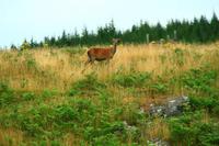 Wanderung am Loch An Eilean