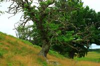 Wanderung am Loch An Eilean