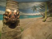 Natural History Museum