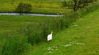 684 Alnwick Castle, Norththumberland, auf der Wiese