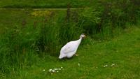 685 Alnwick Castle, Norththumberland, auf der Wiese