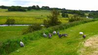 686 Alnwick Castle, Norththumberland, auf der Wiese