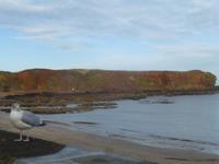 Steilküste bei Eyemouth