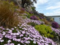 St. Michaels Mount Blütenpracht